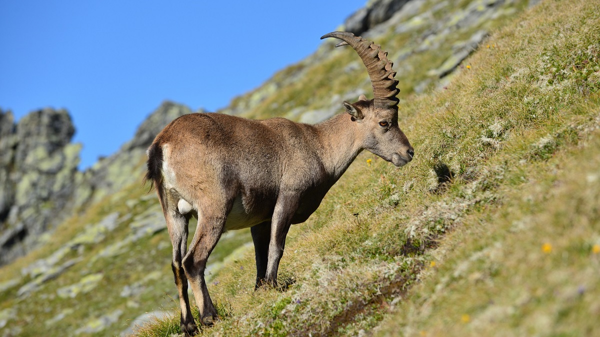 gastbeitrag wandererlebnisse steinbock