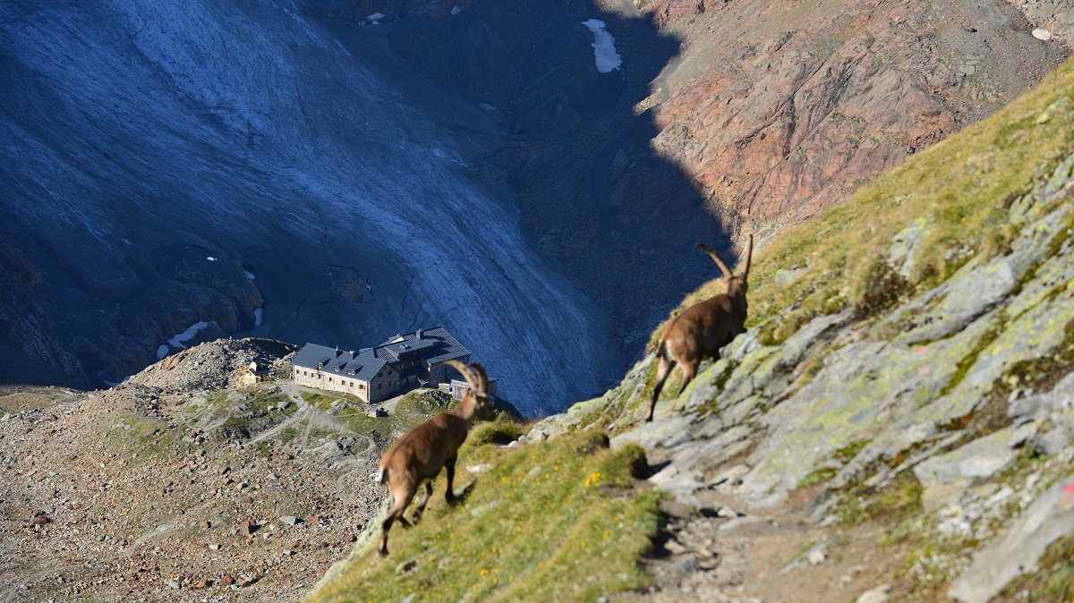 gastbeitrag wandererlebnisse steinboecke