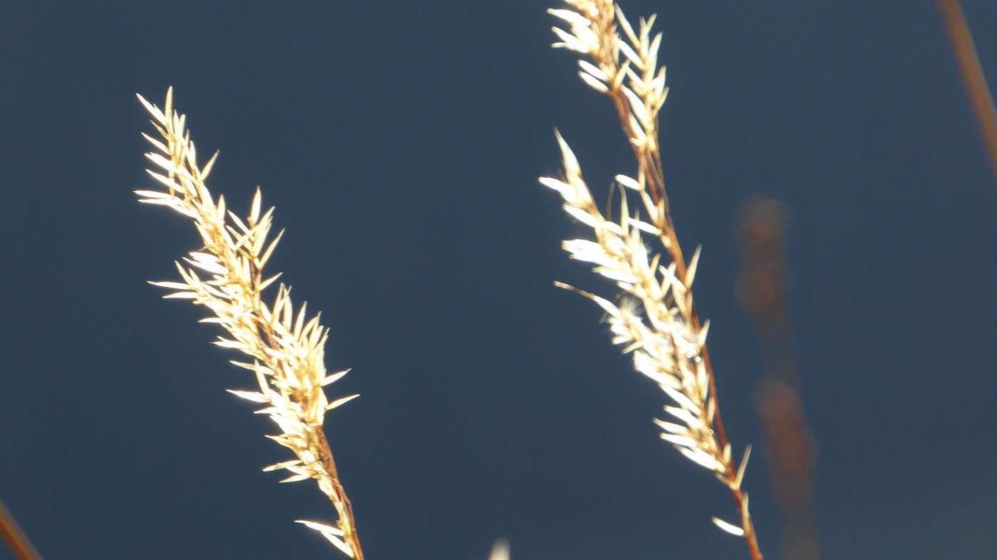 Gras im Sonnenschein