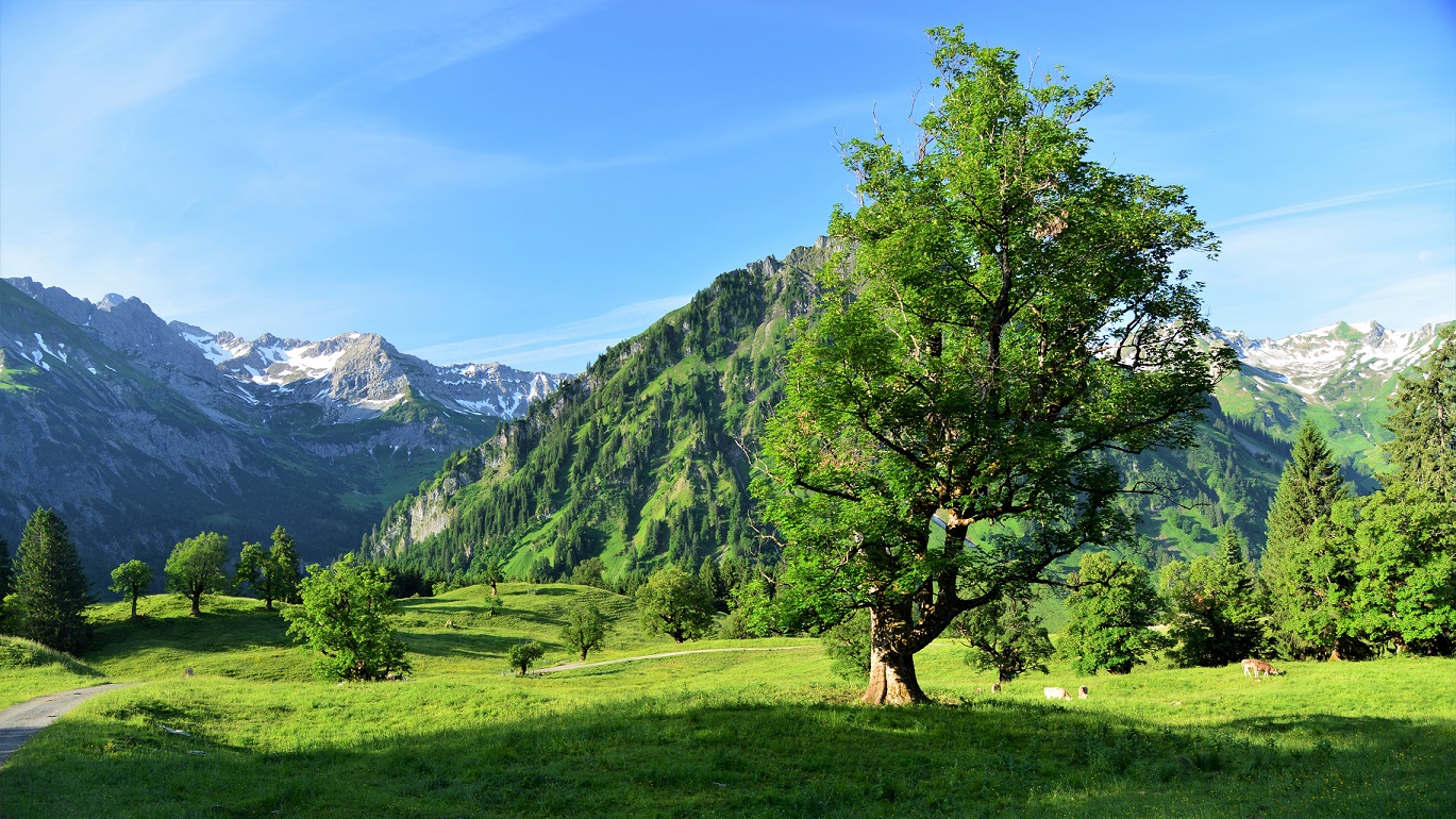 Ahornbaum mit Allgäuer Alpen 