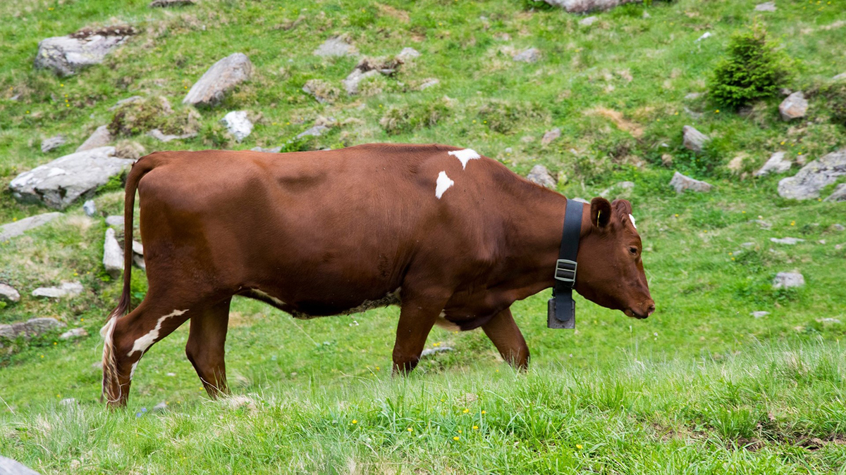 Weidetiere beim Wandern