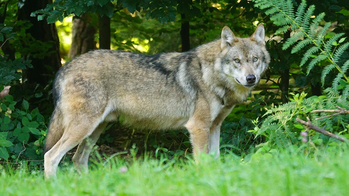 Begegnung mit Wölfen beim Wandern